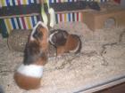 Meerschweinchen suchen ein neues Heim
