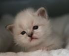 Birma Kitten Birma Babys aus NRW Dortmund