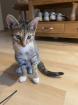 Katze Europäisch Kurzhaar 5 Monate