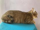 Abessinier-Bengal-Mix weiblich