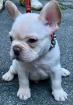 Französische Bulldogge Welpe Lilac Creme
